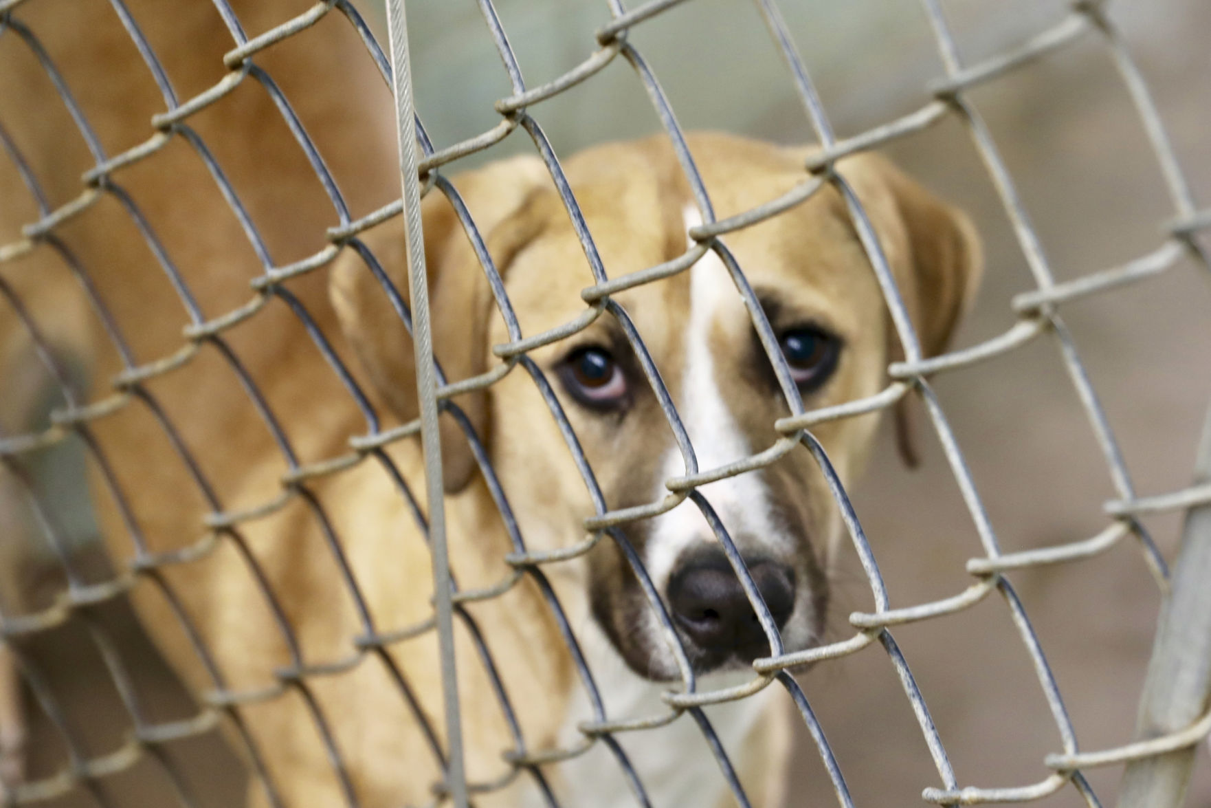 Orangeburg County Animal Shelter